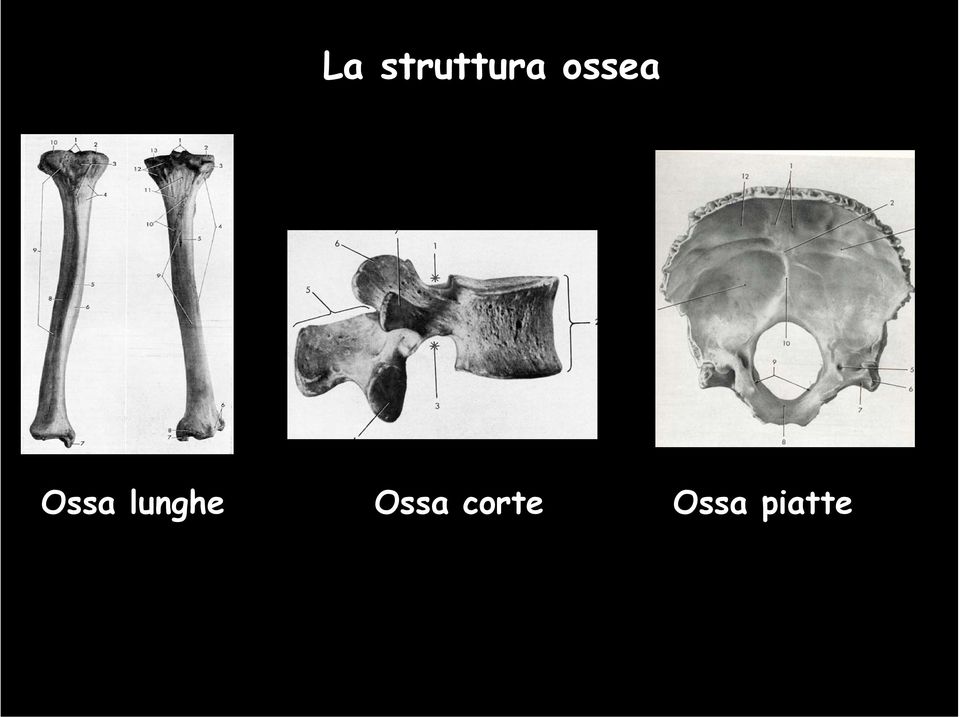 lunghe Ossa