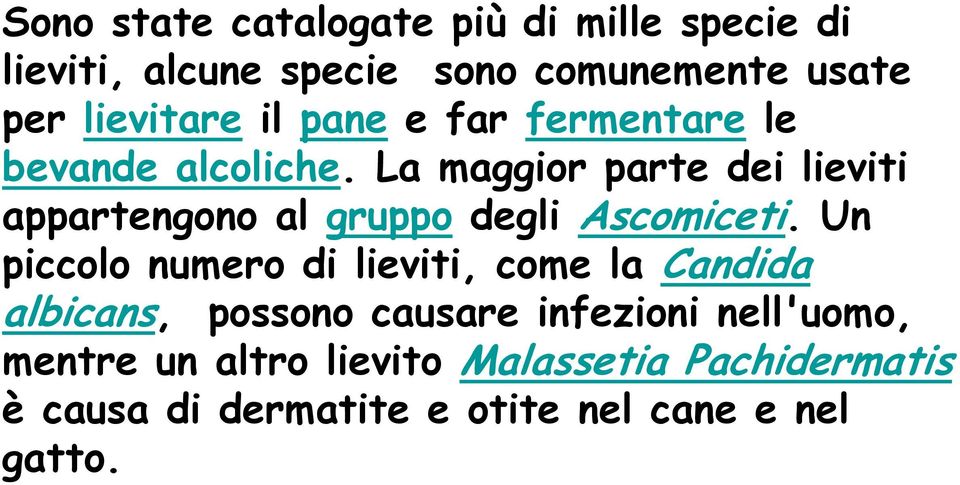 La maggior parte dei lieviti appartengono al gruppo degli Ascomiceti.