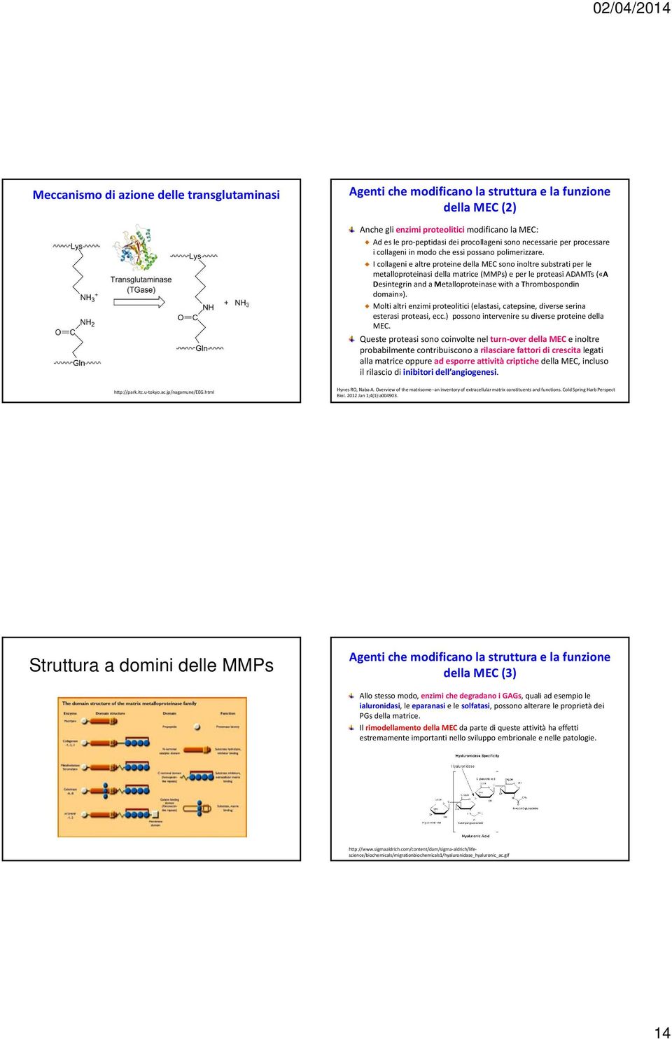 I collageni e altre proteine della MEC sono inoltre substrati per le metalloproteinasi della matrice (MMPs) e per le proteasi ADAMTs («A Desintegrin and a Metalloproteinase with a Thrombospondin