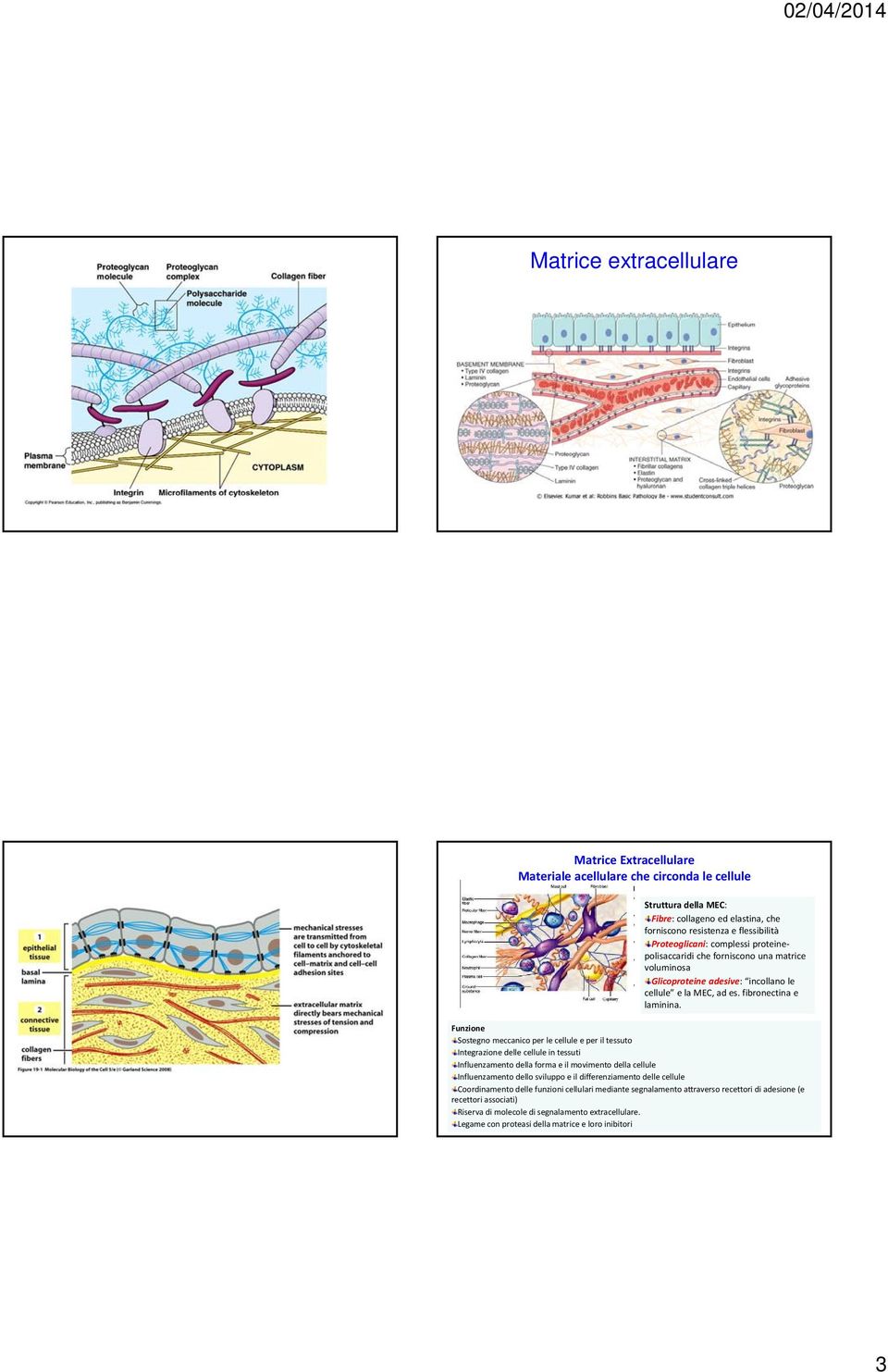 Funzione Sostegno meccanico per le cellule e per il tessuto Integrazione delle cellule in tessuti Influenzamento della forma e il movimento della cellule Influenzamento dello sviluppo e il