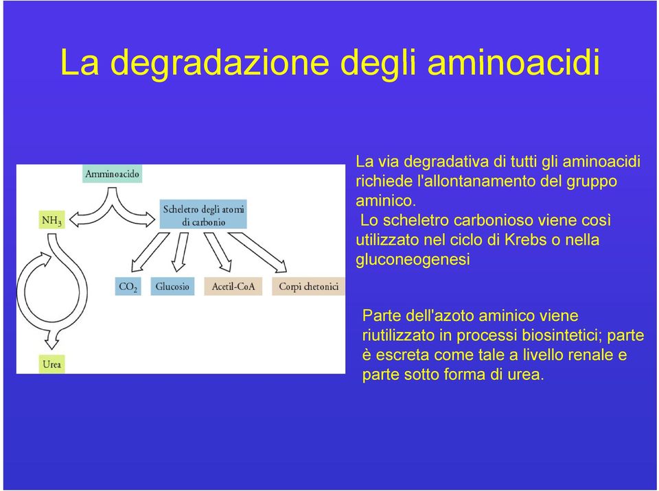 Lo scheletro carbonioso viene così utilizzato nel ciclo di Krebs o nella gluconeogenesi