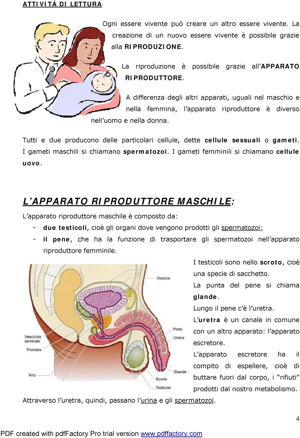 Tutti e due producono delle particolari cellule, dette cellule sessuali o gameti. I gameti maschili si chiamano spermatozoi. I gameti femminili si chiamano cellule uovo.