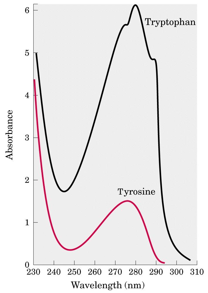 Spettri di assorbimento di singoli amminoacidi l max a