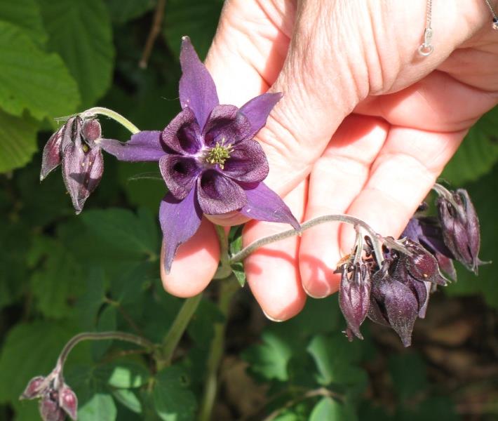 Per riconoscere i fiori Gigli martagoni a Malga Moscarda (Lessinia) Sullo sfondo il Carega - giugno Gigli rossi nella Valle delle Nogare (Monte Baldo) - luglio Aquilegie