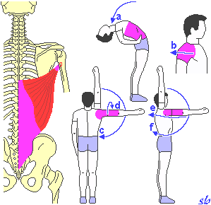 SCAPOLA Costituisce lo scheletro della cintura toracica, insieme alla clavicola.