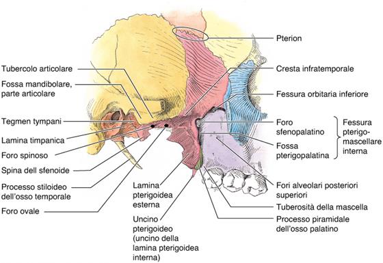 Cranio: visione laterale