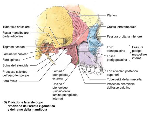 orbitaria: fessura orbitaria inferiore Cavità buccale: canali