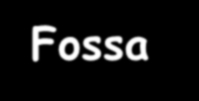 FOSSA Pterigopalatina Comunica con : Fossa infratemporale ->
