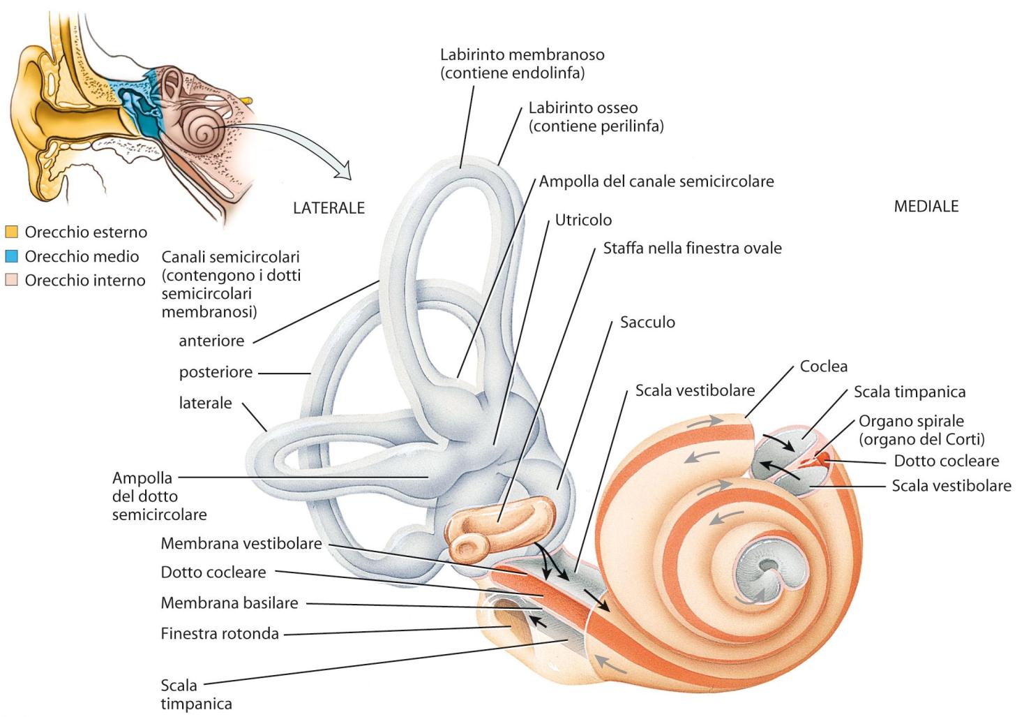 Il labirinto membranoso a sua volta contiene un altro liquido chiamato endolinfa.