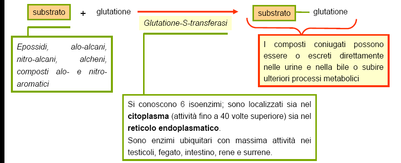 CONIUGAZIONE