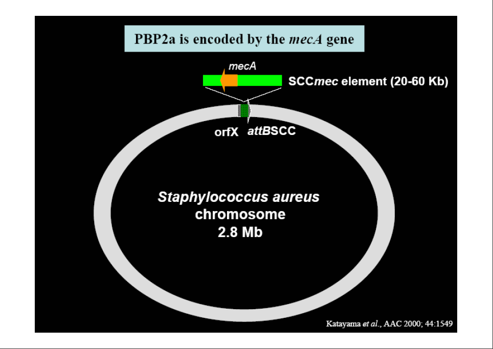 Il gene meca La meticillino resistenza è dovuta all acquisizione del gene meca che è incluso in un elemento mobile chiamato staphylococcal chromosomal cassette (SCCmec).