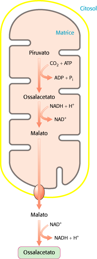 Prima deviazione: conversione del piruvato in fosfoenolpiruvato La conversione avviene mediante una sequenza di reazioni che richiede la partecipazione di enzimi sia dei mitocondri che del citosol.