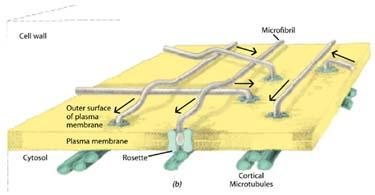 La sintesi della cellulosa avviene a livello della membrana plasmatica