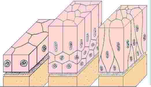 Forma e Dimensioni in rapporto alla loro funzione le cellule hanno forma molto varia.