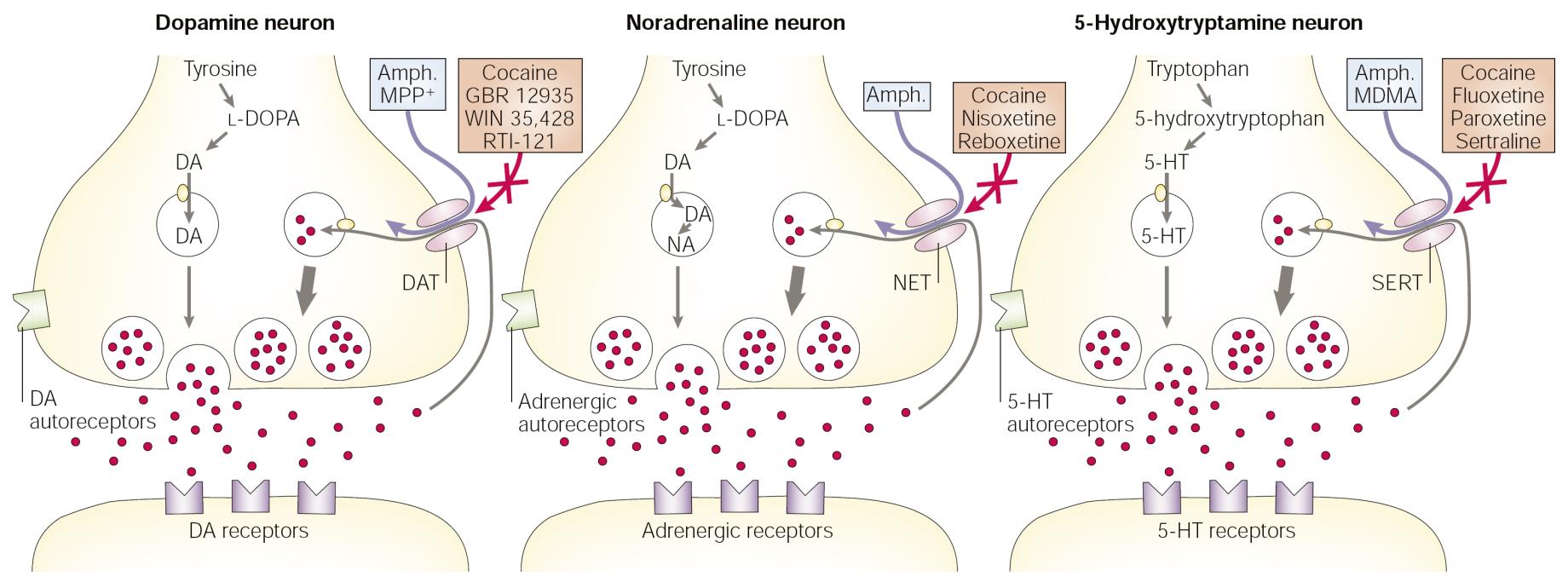 Antidepressivi Triciclici (Timolettici) Inibiscono il re-uptake delle amine biogene a livello sinaptico, aumentandone la disponibilità DAT: