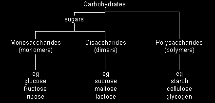 Suddivisione dei carboidrati dell alimentazione I carboidrati sono