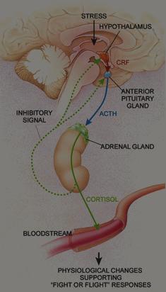 TERMINOLOGIE L ADDICTION é un disordine comportamentale appreso indotto dall uso cronico delle sostanze sostenuto da precise alterazioni di specifici