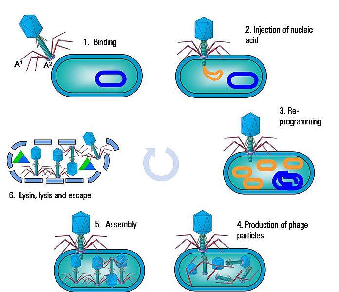 I Batteriofagi sono i più abbondanti microrganismi nell ambiente (acqua e alimenti).
