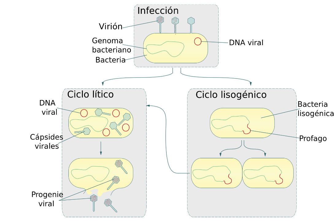MODALITA DI REPLICAZIONE Ciclo lisogenico 1. Il fago si lega al batterio grazie al riconoscimento di recettori sulla parete cellulare 2. Il fago inietta l ac.