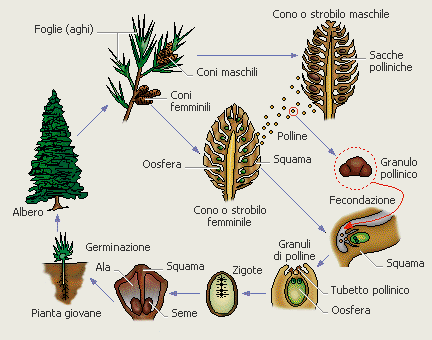 Nelle GIMNOSPERME, piante legnose, che non hanno gli organi riproduttivi, ma delle SQUAME MASCHILI che contengono il polline e delle SQUAME