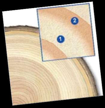 Il legno è composto da tantissimi tubi che trasportano: LINFA GREZZA Acqua e Sali minerali LINFA ELABORATA È il cibo per la pianta ANELLI DI