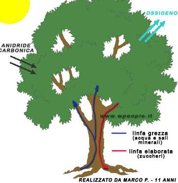 Il legno è fatto da tanti tubicini, ma specializzati: La linfa grezza (acqua e sali minerali) sale nell alburno, parte