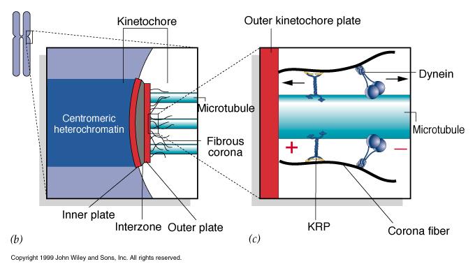 Microtubuli