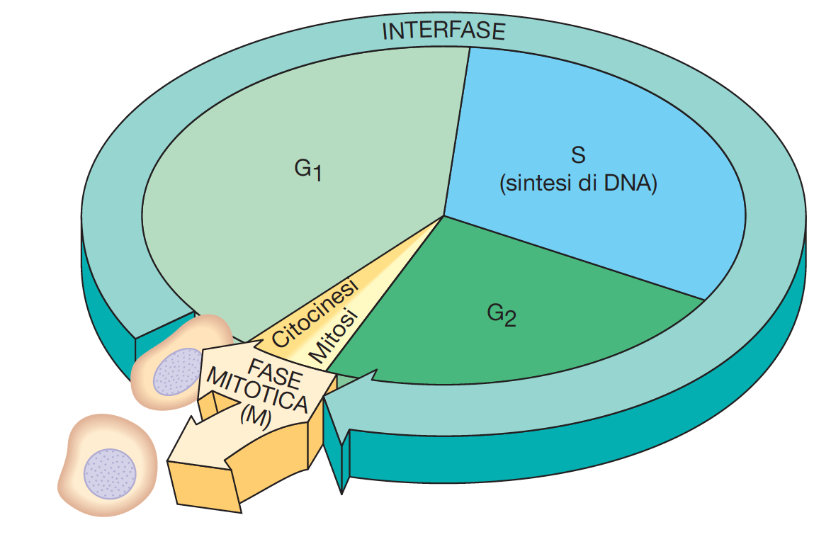 Distinzione funzionale: il ciclo cellulare è suddiviso in 4 fasi successive