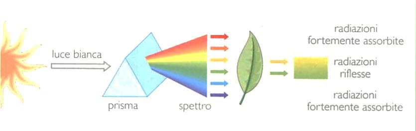 Il colore delle foglie Le FOGLIE le vediamo verdi perché la