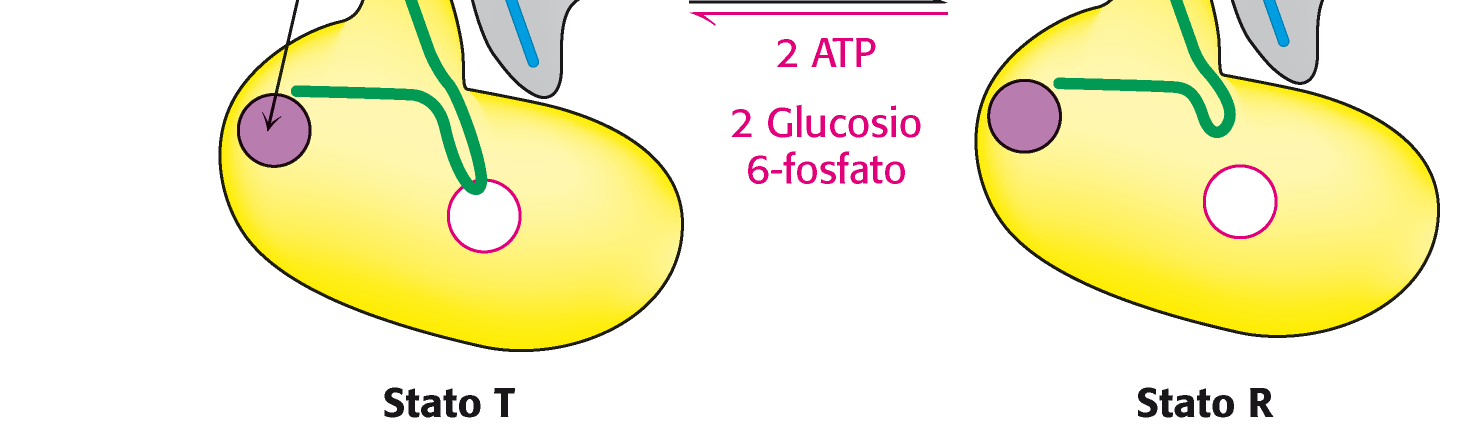 Regolazione della fosforilasi muscolare Nel muscolo il fine ultimo della glicolisi è la produzione di ATP.