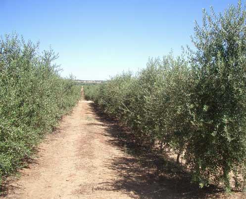 La suscettibilità alla malattia è variabile con la forma di allevamento Uliveti superintensivi in Portogallo Densità: 1700-2500 piante /ha) Sesto medio : 3.5X1.