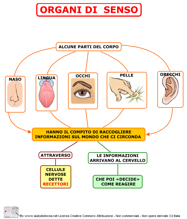 Gli Organi di Senso Il gusto serve a riconoscere i sapori. L'olfatto permette di riconoscere tutti gli odori.