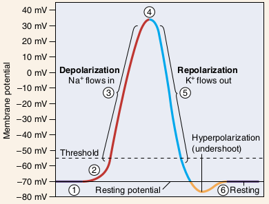 di tipo relativo, che consiste nel periodo immediatamente al periodo refrattario, in cui la membrana può rispondere solo a stimoli di elevata intensità.