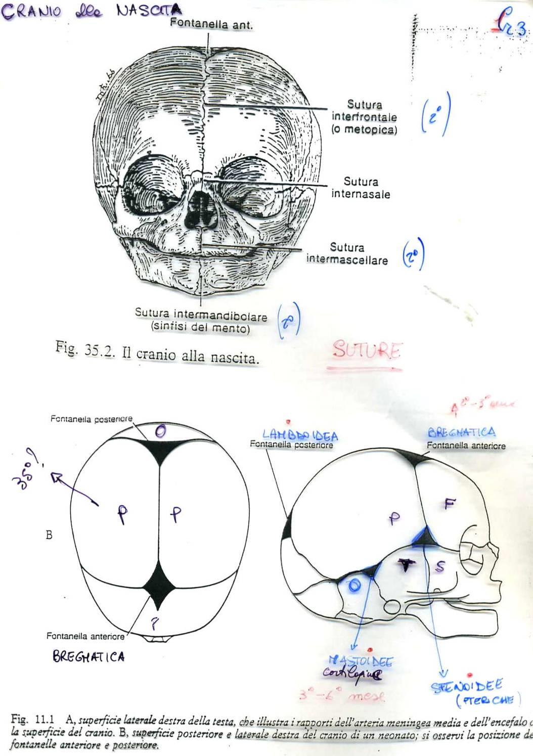 Cranio alla nascita dai 2 anni si fondono: mandibolari (sinfisi mentale) e frontali Le fontanelle si saldano entro il I III?
