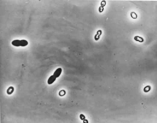 ottico -Presente solo nei procarioti -Invisibili