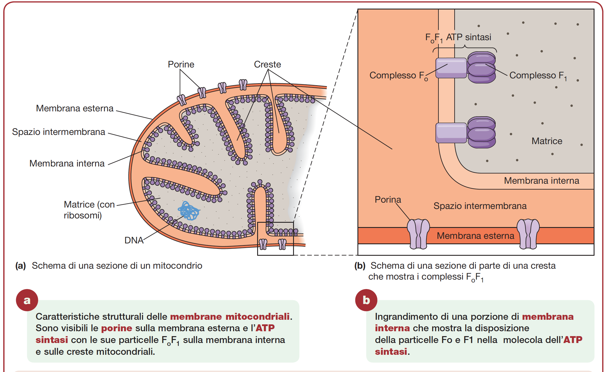Membrana interna presenta gli