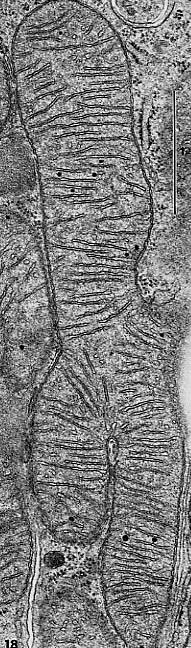 Nella maggior parte dei mitocondri le creste sono arrangiate in