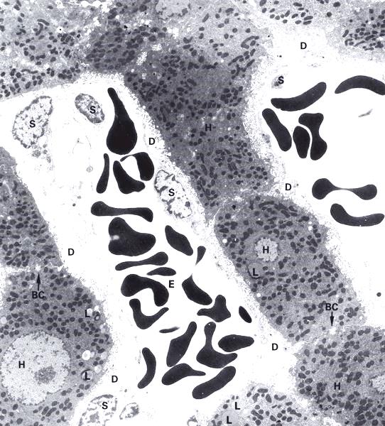 Epatociti Fino a 1000 mitocondri per cellula Cellule molto attive