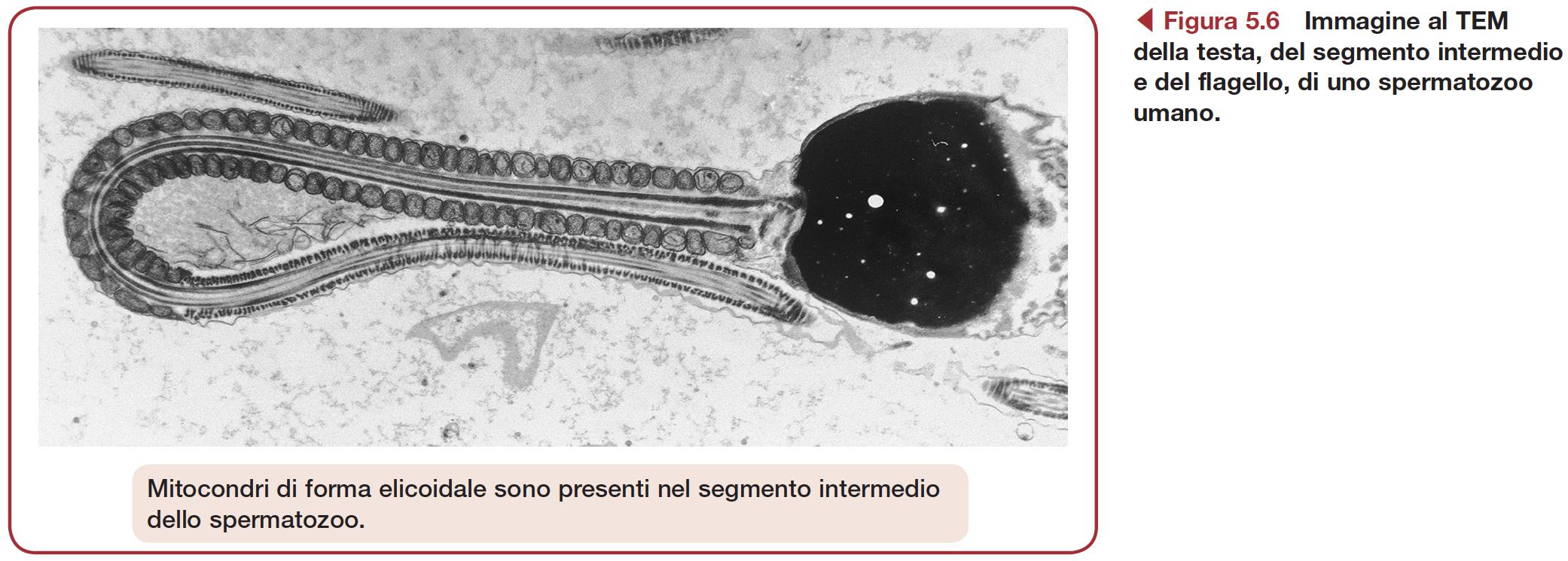 Coda dello spermatozoo Flagello permette il movimento dello