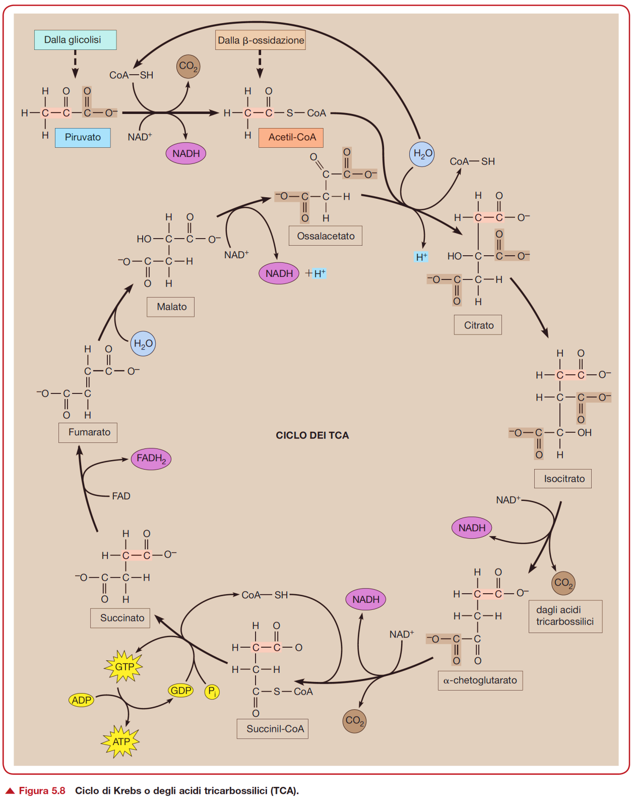 Ciclo di Krebs o degli acidi tricarbossilici (nella