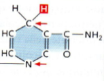Nicotinammide adenina dinucleotide NADH Flavin-adenin-dinucleotide