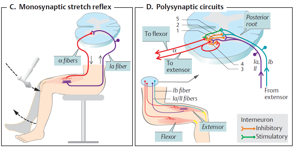 I CIRCUITI NERVOSI Il dispositivo più semplice di collegamento nervoso è quello dell arco riflesso diretto, in cui si stabilisce una connessione diretta fra neuroni sensitivi ed effettori.