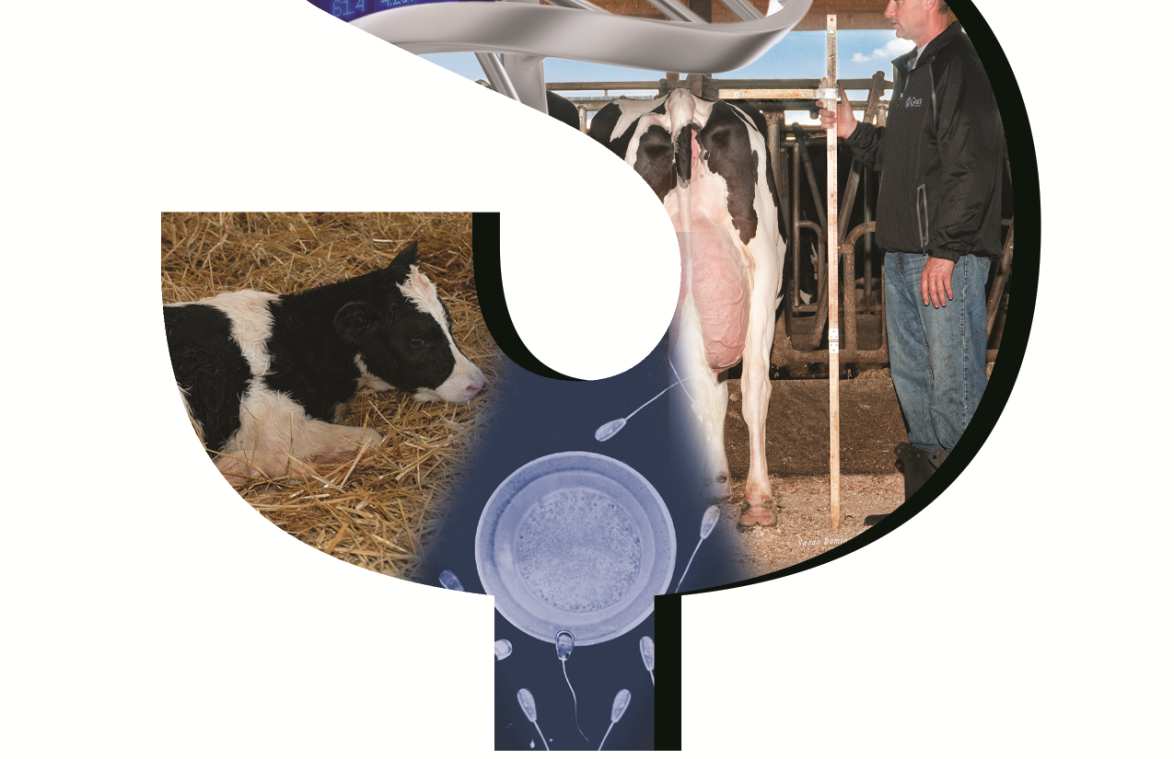 A partire dal mese di agosto 2014, NOVAGEN e CRI introducono l Indice Economico ICC $, il nuovo, innovativo e completo strumento economico di selezione per ottenere vacche sempre più remunerative ed