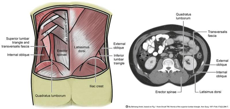 ANATOMIA