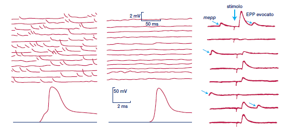 Fatt e Katz 1952: in assenza di stimolazione nervosa si registrano piccole variazioni del Vm (0,5-1mV) m EPP.