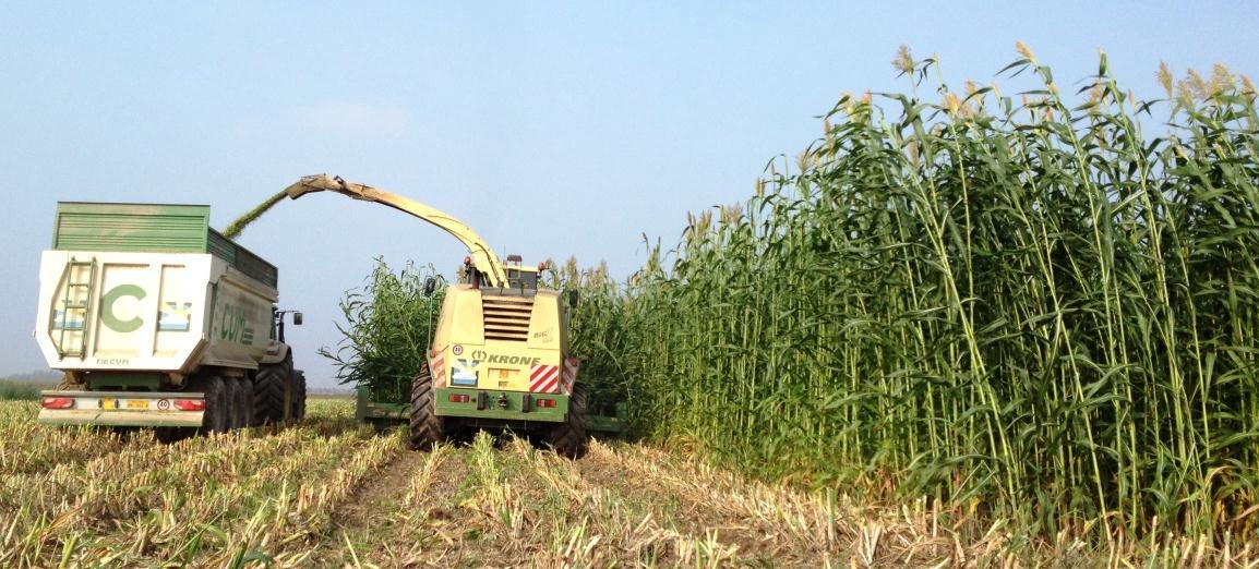 Tipo botanico Tipo panicolo Early vigor Standability Qualità della Sostanza Secca Produzione di Sostanza Secca Altezza pianta Accestimento Tolleranza malattie fogliari Ciclo di