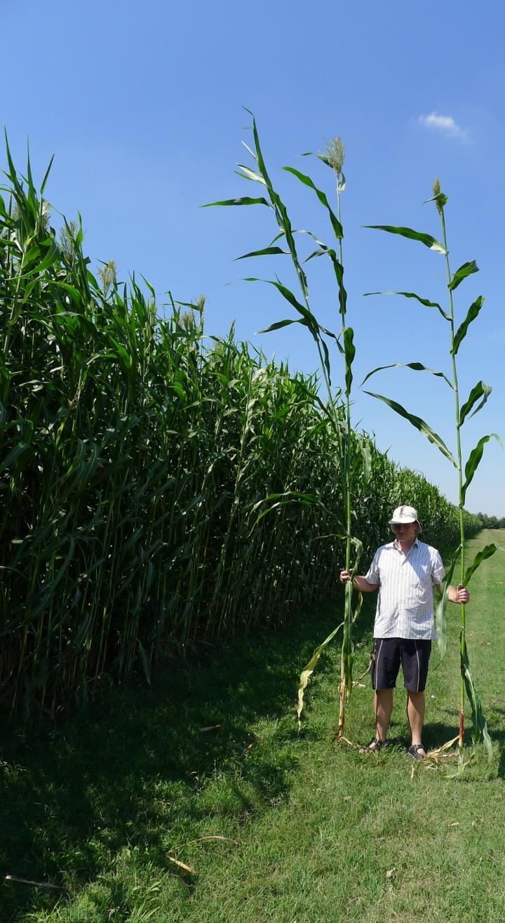 KWS BULLDOZER PUNTI DI FORZA Alta stabilità, sia negli ambienti che negli anni Massima potenzialità produttiva Alta produzione di massa verde e secca Pianta alta e tollerante allettamenti Ibrido