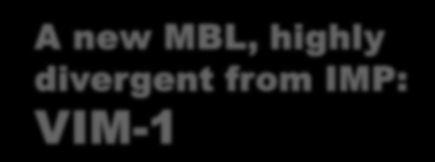 MBL, highly divergent from IMP: VIM-1 ATM AK CIP