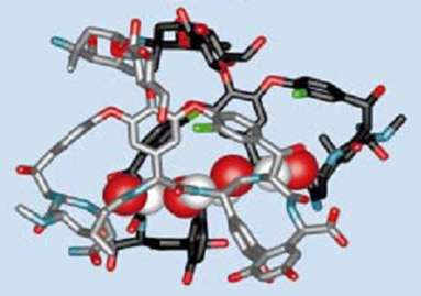 Glicopeptidi Vancomicina Teicoplanina C D