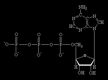 Adenosina trifosfato ATP ADENINA RIBOSIO A D E N O S I N A Molecola altamente instabile per la